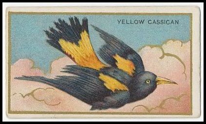 50 Yellow Cassican